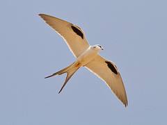 Scissor-tailed Kite (Chelictinia riocourii)