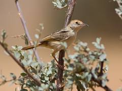 Red-pate Cisticola (Cisticola ruficeps)