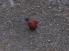 Rock Firefinch (Lagonosticta sanguinodorsalis)