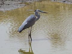 Black-headed Heron (Ardea melanocephala)