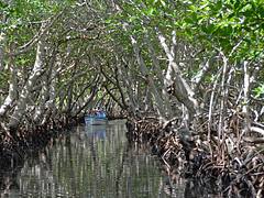 Mangrove Tunnel Mangrove Tunnel
