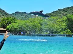 Dolphin Dolphin