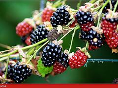 moras