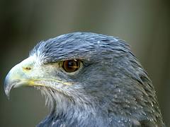Águila Mora - Geranoaetus melanoleucus - Grey Buzzard Eagle