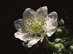 Flor de mora * blanca