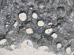 Borings in the Devil's Point Hardground (Cockburn Town Member, Grotto Beach Formation, Upper Pleistocene, ~120-123 ka; Cockburn Town Fossil Reef, San Salvador Island, Bahamas) 10
