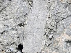 Paleoerosion-planed off fossil coral in fossiliferous limestone (Devil's Point Hardground, Cockburn Town Member, Grotto Beach Formation, Upper Pleistocene, ~120-123 ka; Cockburn Town Fossil Reef, San Salvador Island, Bahamas) 2