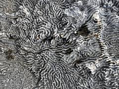 Diploria clivosa fossil knobby brain coral (Cockburn Town Member, Grotto Beach Formation, Upper Pleistocene, 114.3 ka; Cockburn Town Fossil Reef, San Salvador Island, Bahamas) 4