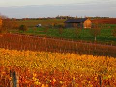 Flaming vineyards in Franconia (Franken)
