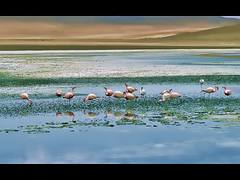 Flamencos en el Altiplano Andino (Bolivia)