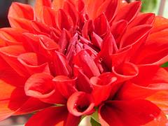 Dahlia on a fine morning