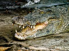 @ Crocodile Farm, Miri - Sarawak, Malaysia