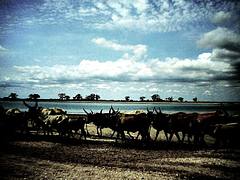 Collines de Niassam Collines de Niassam
