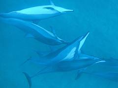 Wild Dolphin Play