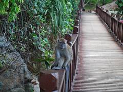 Monkey on handrail - Teluk Chempedak, Kuantan