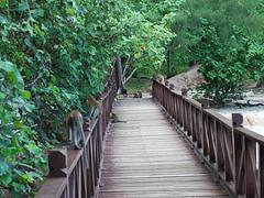 Menacing Monkeys - Teluk Chempedak, Kuantan