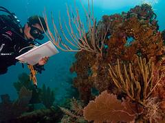 Coral Bleaching