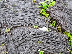 Nature breaking through the lava flow