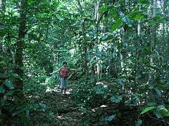 Rainforest at Niue