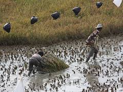 Tana Toraja, working in the fields