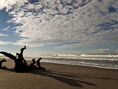 [shadow of a log on a beach]