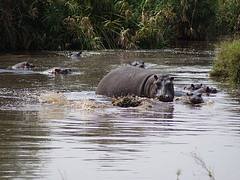 Hippo (Bathtime !) - Keekorok Lodge, Masai Mara National Reserve. 03.08.2008 Hippo (Bathtime !) - Keekorok Lodge, Masai Mara National Reserve. 03.08.2008