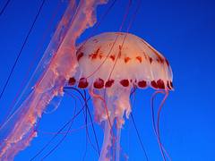 Jelly Fish Jelly Fish