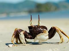 Ocypode ceratophthalma,  horned ghost crab - Krabi / Thailand