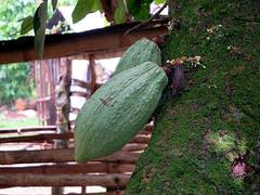 Cocoa Pods Cocoa Pods