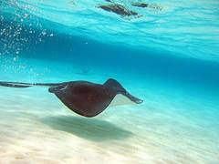 Stingray, Grand Cayman