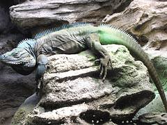 Grand Cayman Blue Iguana