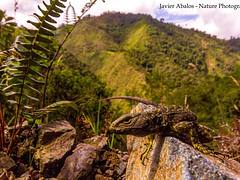 Whorltail iguana or Guagsa (Stenocercus sp.) in Chimboroga, Ecuador