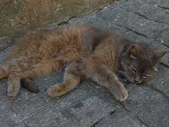 Sweet laziness