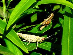 Locust nymph?