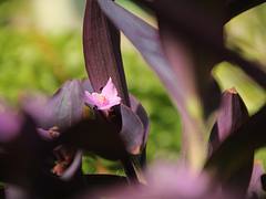 Purple and Pink