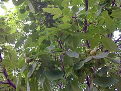 walnut tree