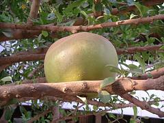 gourd