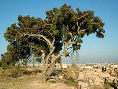 tree