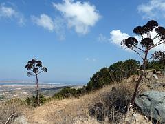 Paros