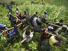 75923611BS038_gorillas