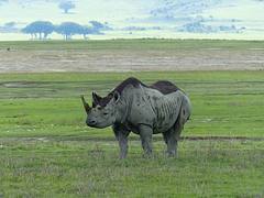 Black rhino in Ngorongoro Crater, Tanzania