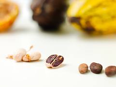 Fresh Cacao from São Tomé & Príncipe
