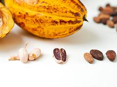 Fresh Cacao from São Tomé & Príncipe