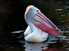 Pelican portrait. Pelican portrait.
