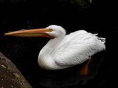 Pelican. Pelican.