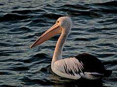 Sunset pelican. Sunset pelican.