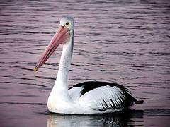 Pelican. Pelican.