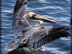 Pelican Landing Pelican Landing