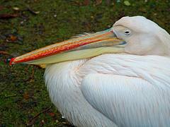 St James's Pelican St James's Pelican