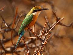 Somali Bee-eater Somali Bee-eater
